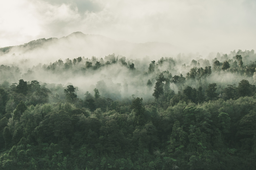 Managed forest and wood resource planning